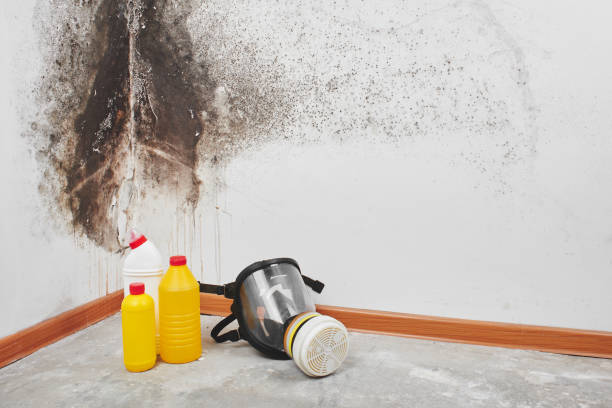 Best White Mold Remediation in Greenville, SC