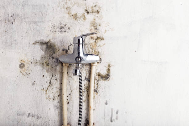 Best Commercial Mold Remediation in Greenville, SC