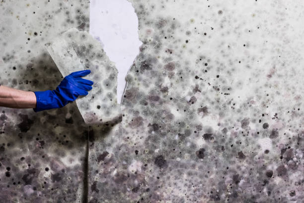 Best Localized Mold Remediation (e.g., coastal areas, humid climates) in Greenville, SC